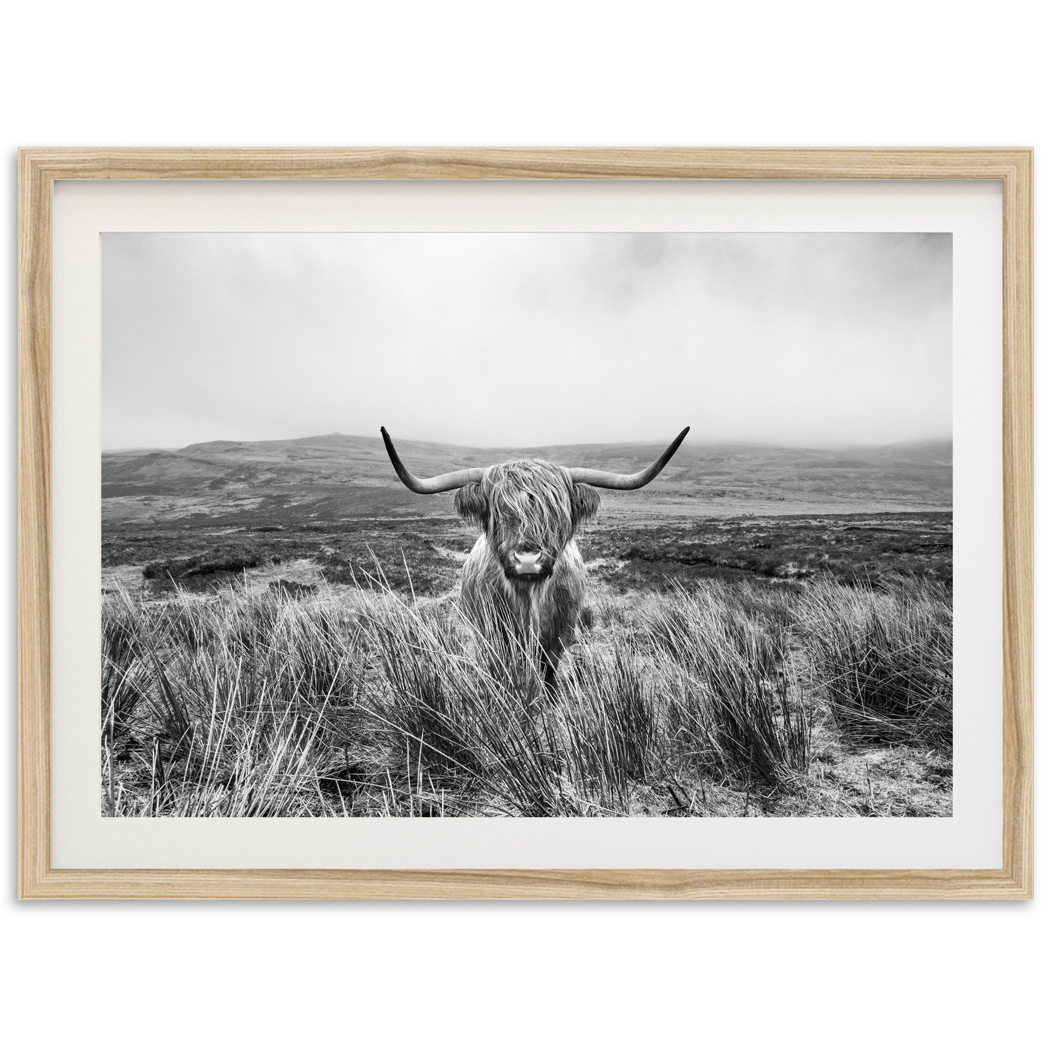 Highland Cow - Shutter and Frame