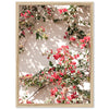 Bougainvillea - Shutter and Frame