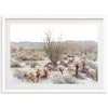 Ocotillo - Shutter and Frame