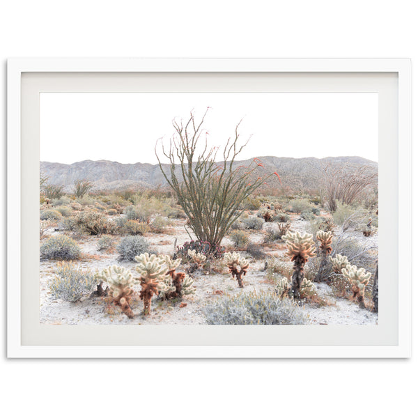 Ocotillo - Shutter and Frame