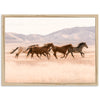 Gallop - Shutter and Frame