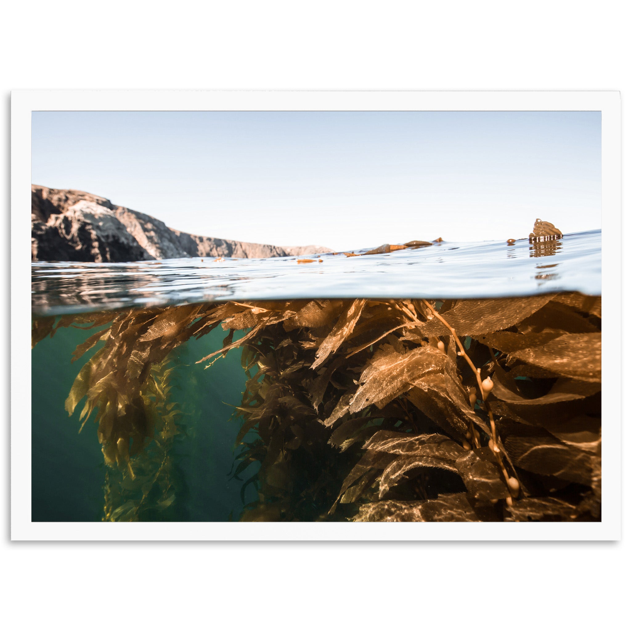Kelp Forest - Shutter and Frame