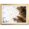 Monarchs - Shutter and Frame