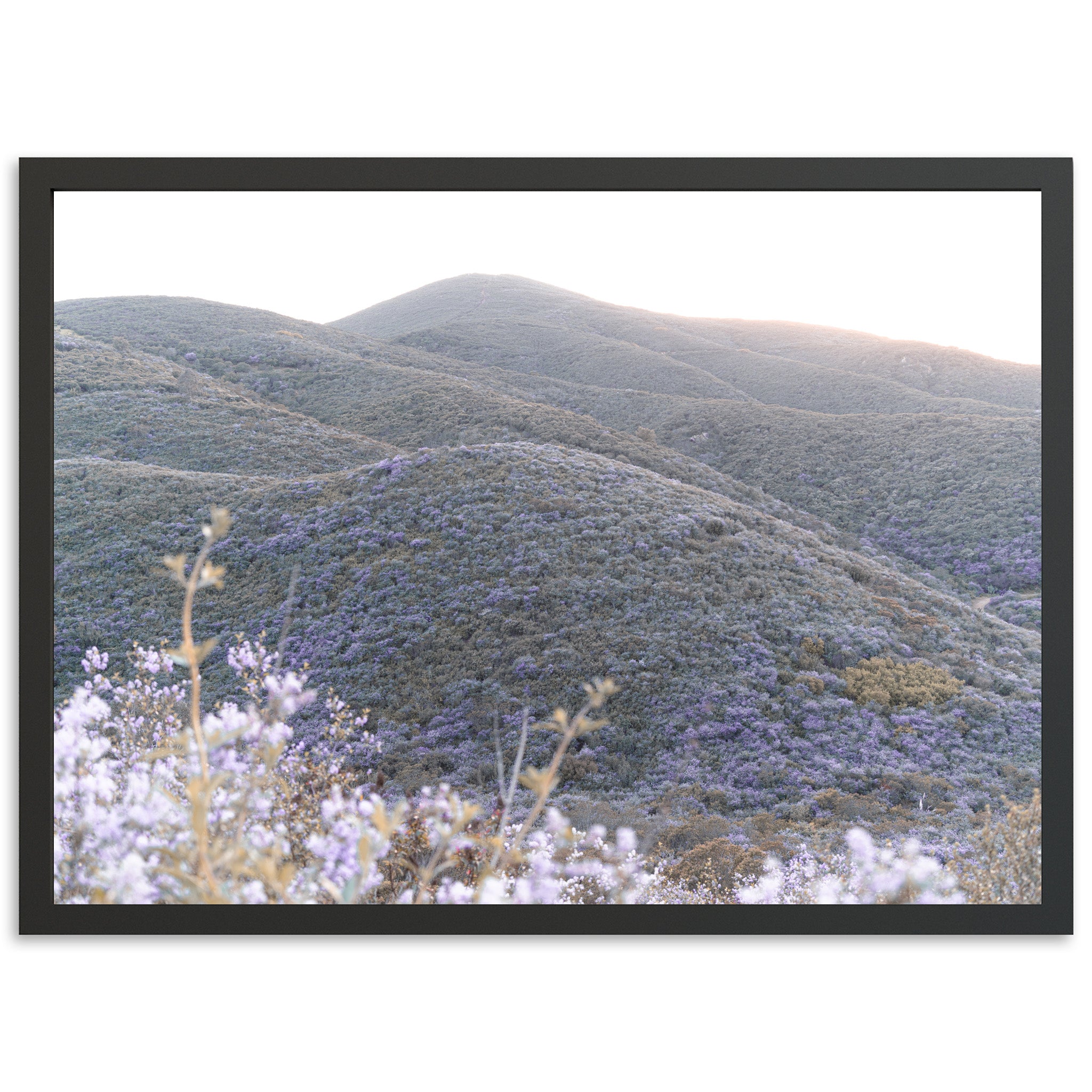 Lilac Bloom - Shutter and Frame