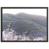 Lilac Bloom - Shutter and Frame