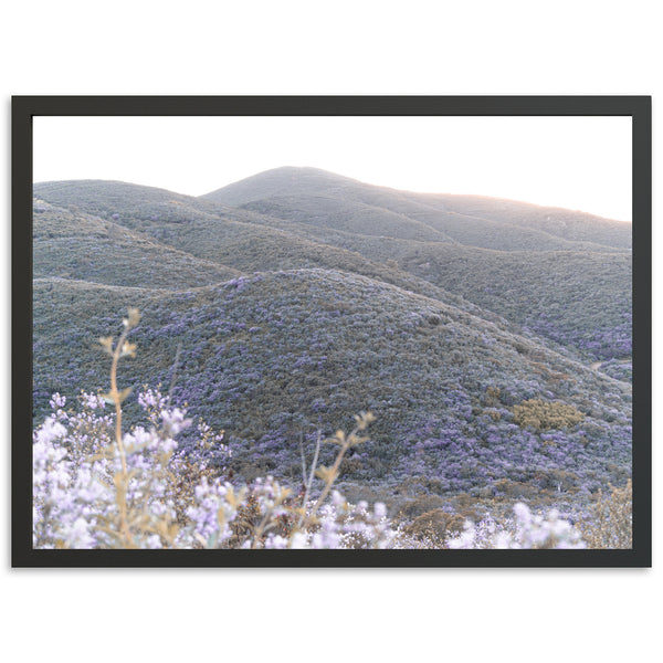 Lilac Bloom - Shutter and Frame
