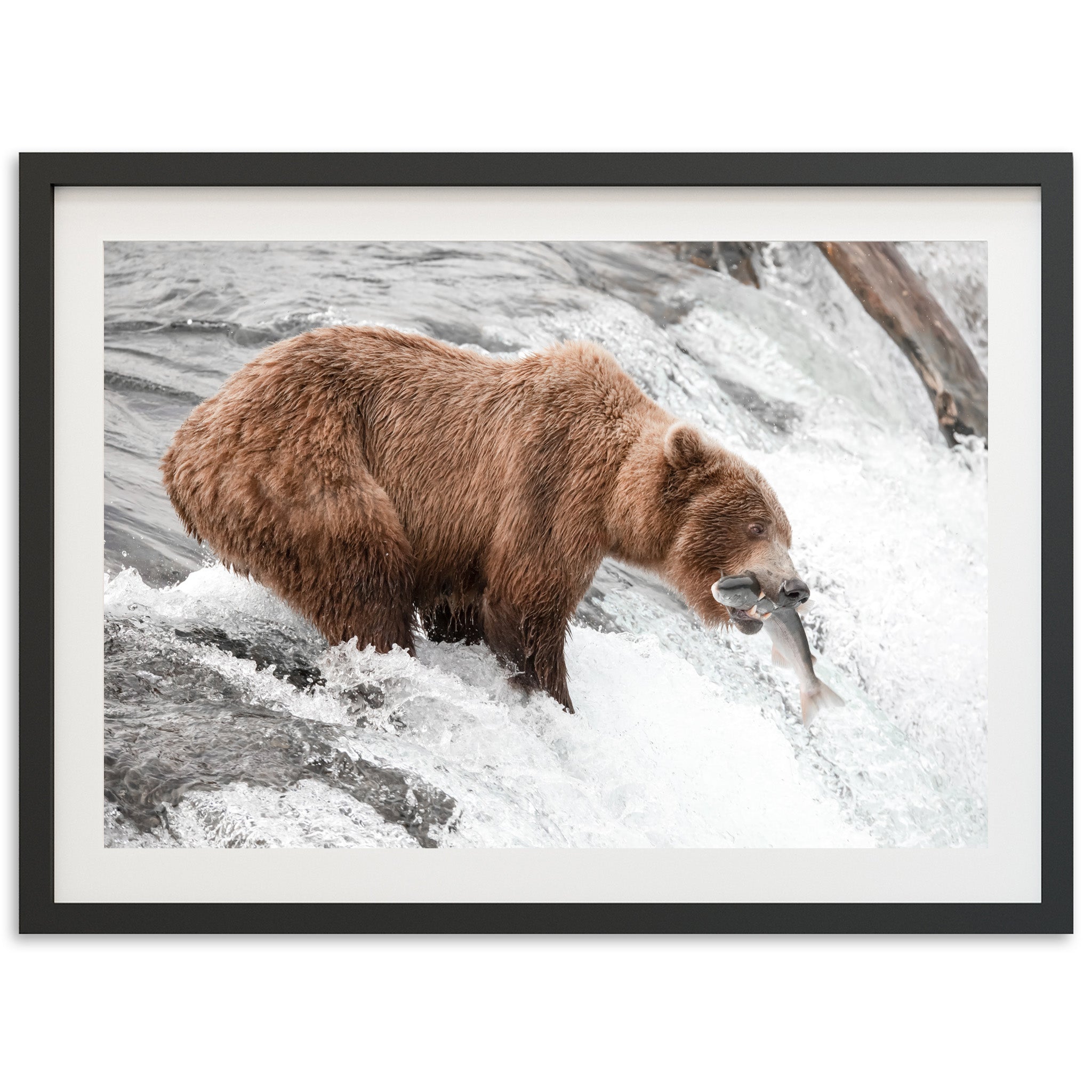 Wild Catch