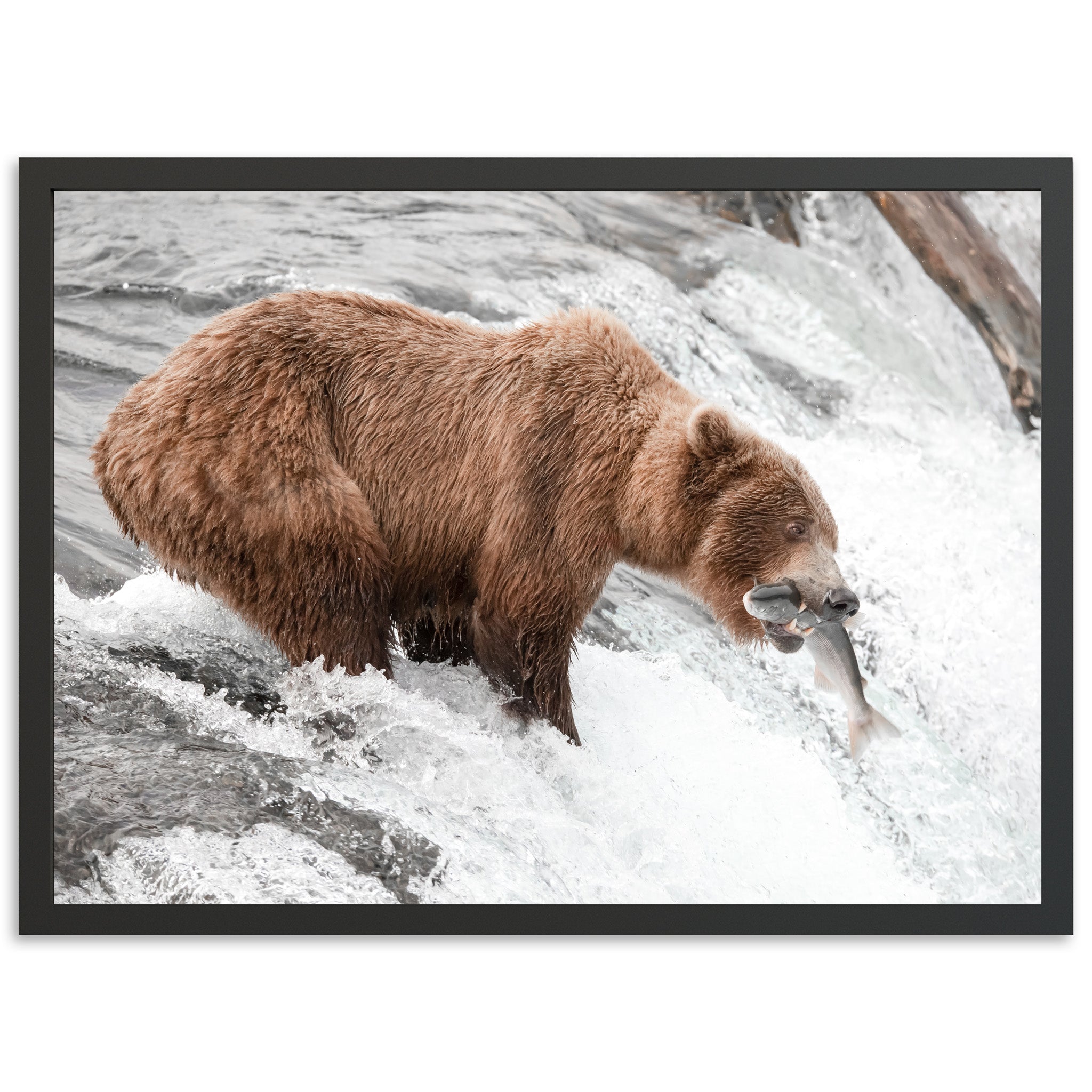Wild Catch