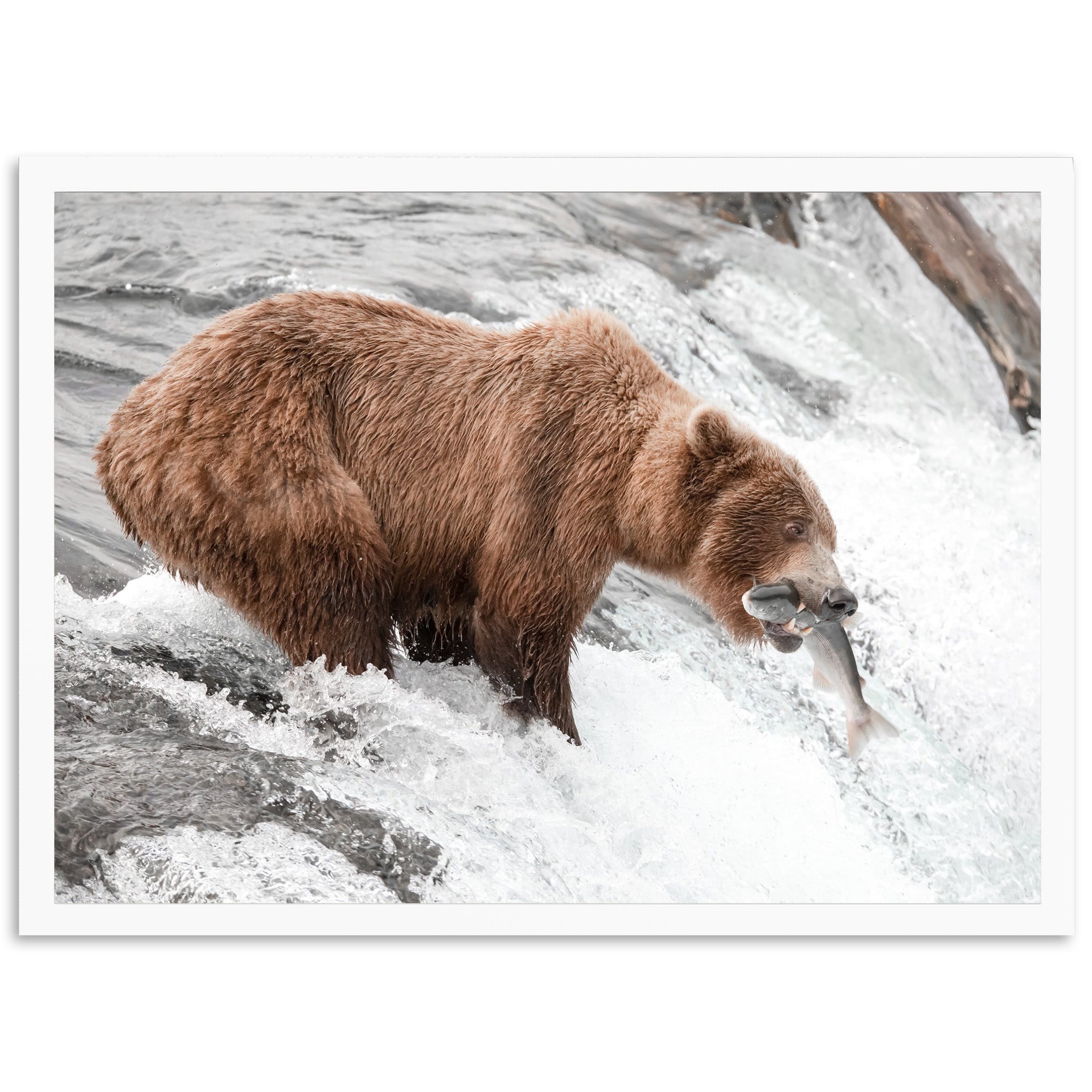 Wild Catch