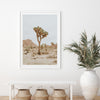 Joshua Tree II - Shutter and Frame