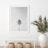 One Palm - Shutter and Frame