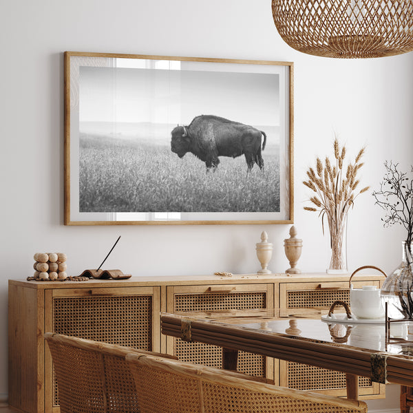 American Bison II - Shutter and Frame