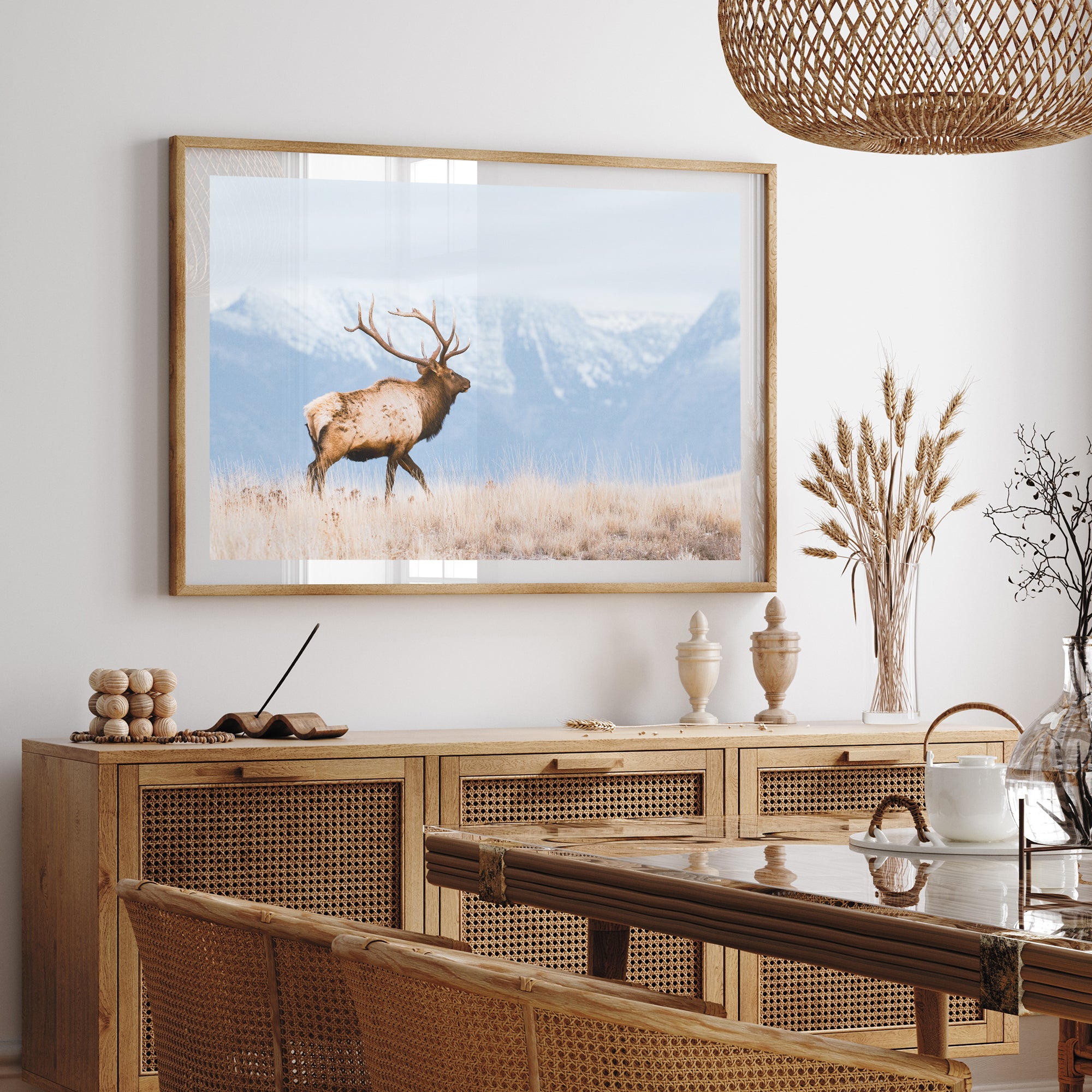 American Elk - Shutter and Frame