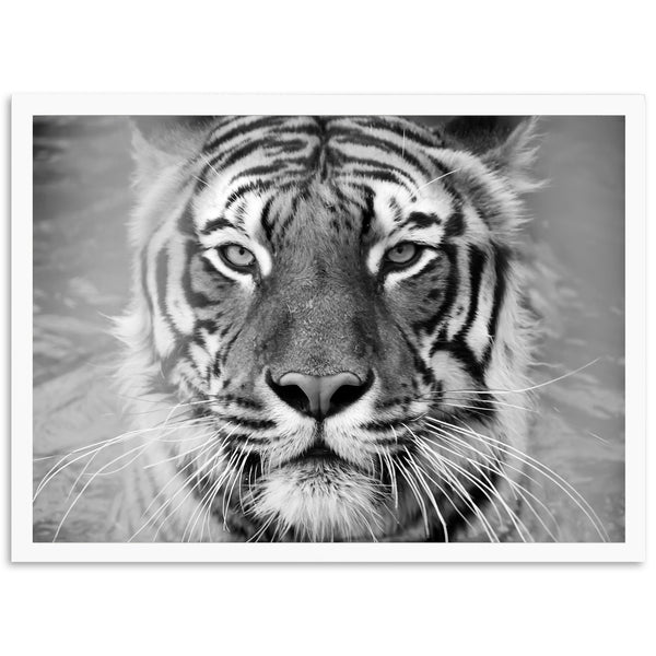 Untamed