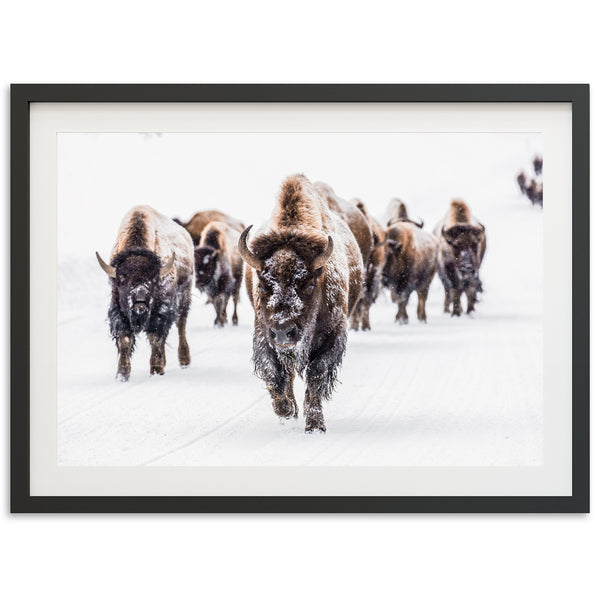 Winter Migration