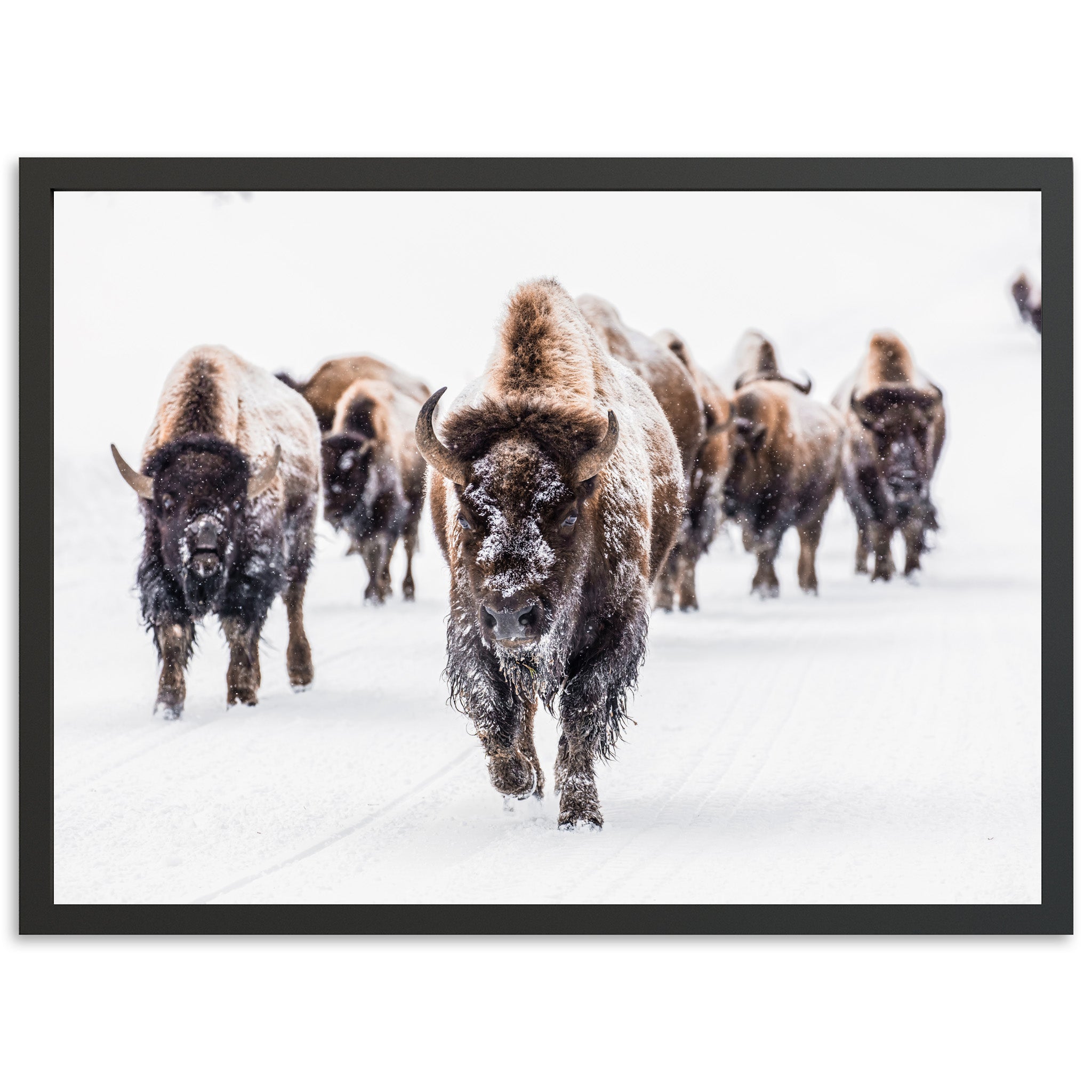 Winter Migration