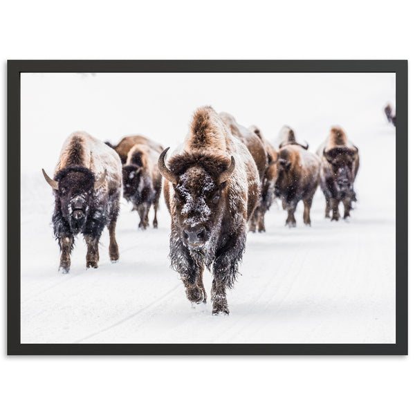 Winter Migration