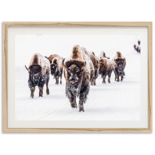 Winter Migration