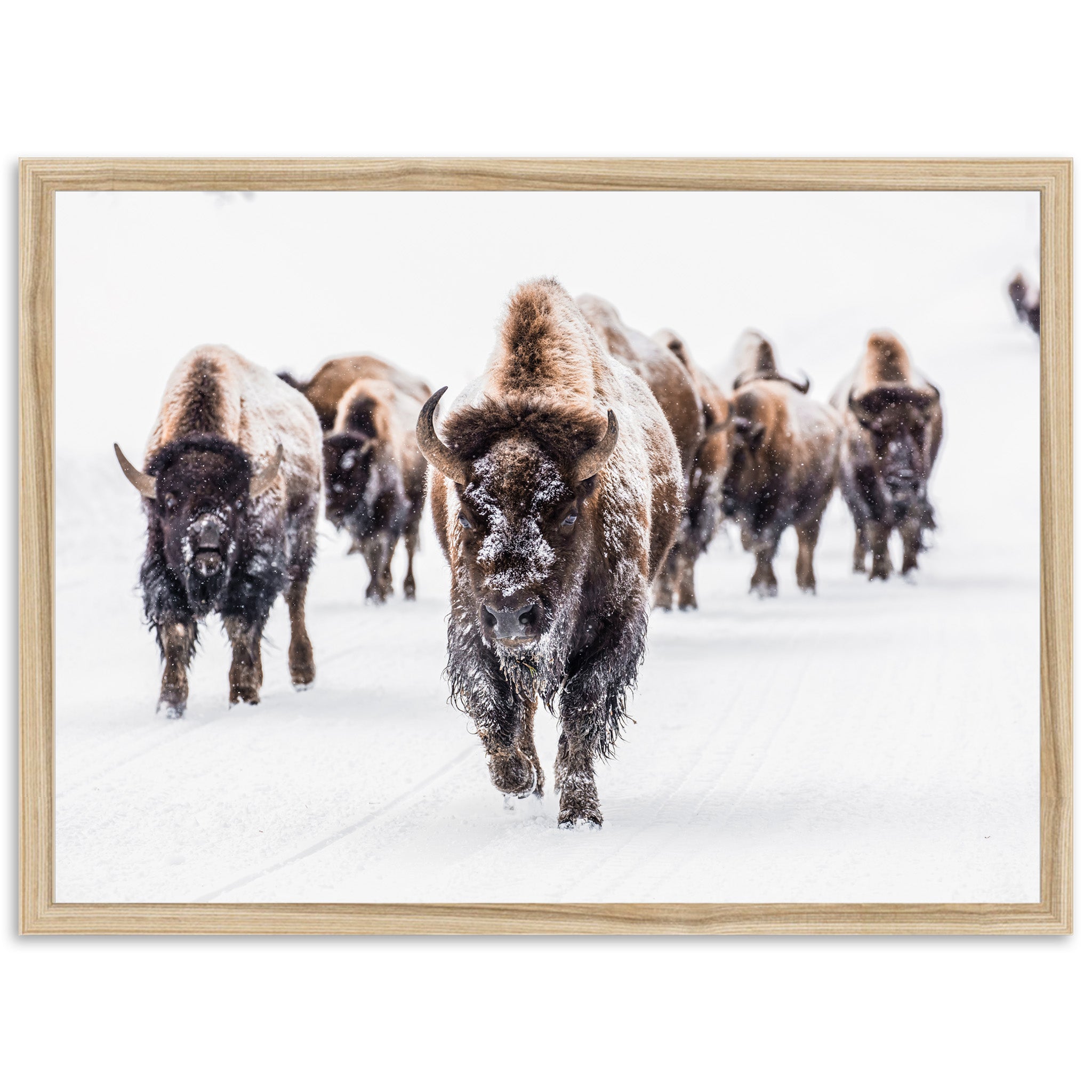 Winter Migration