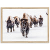 Winter Migration