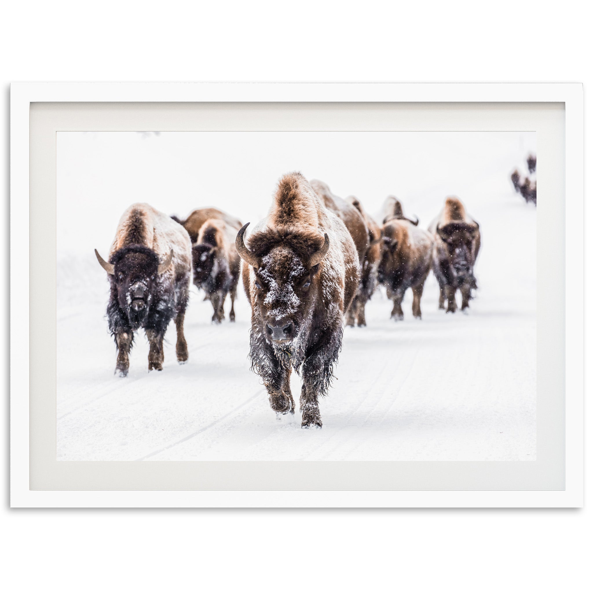 Winter Migration