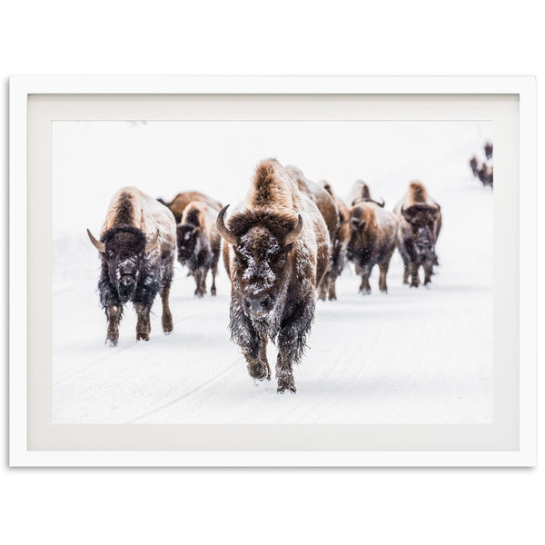 Winter Migration