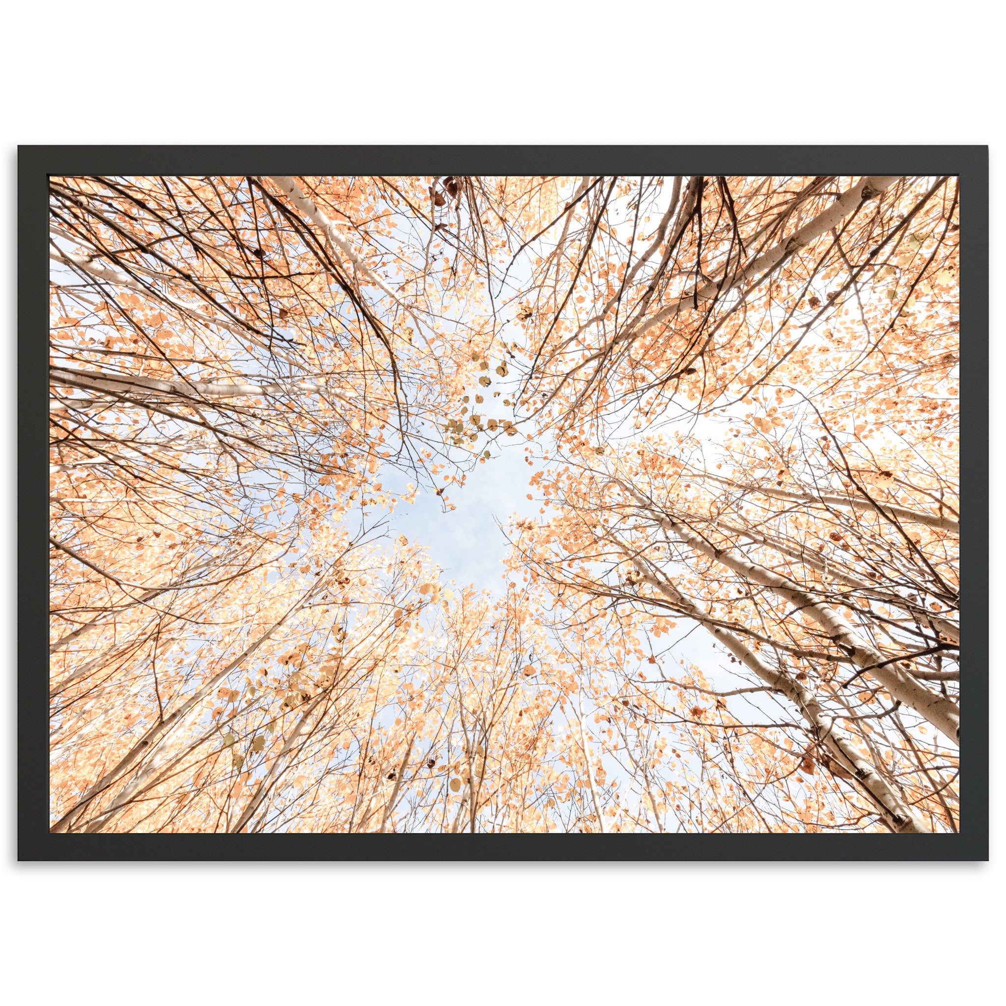 Fall Forever
