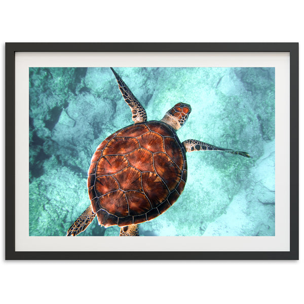 Honu Reef
