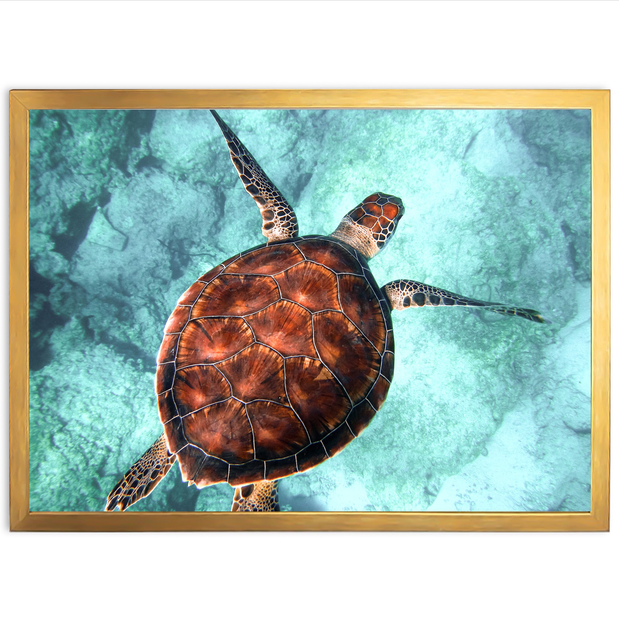 Honu Reef
