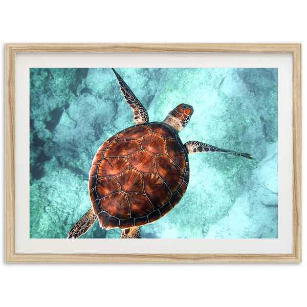 Honu Reef