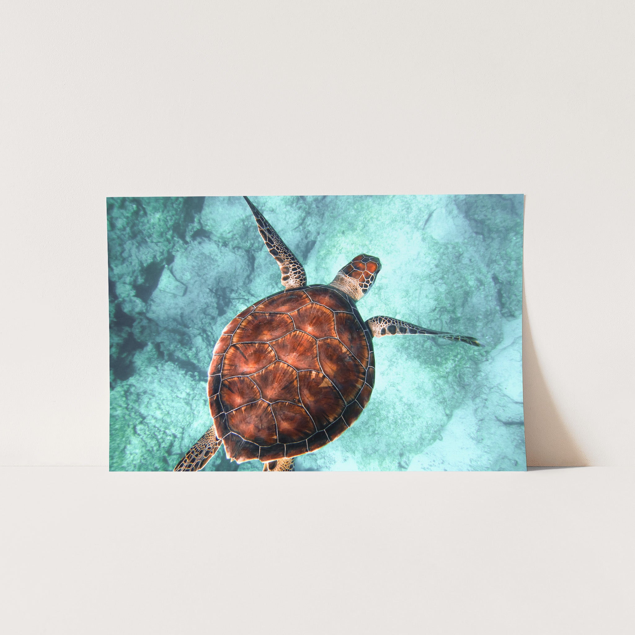 Honu Reef