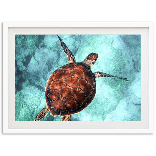 Honu Reef