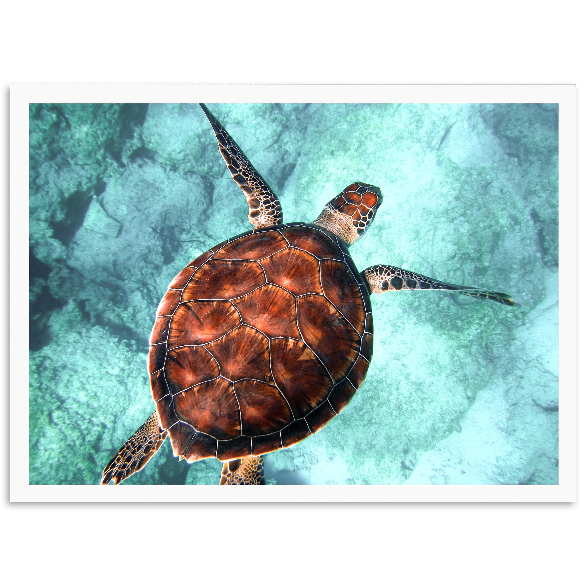 Honu Reef