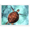 Honu Reef