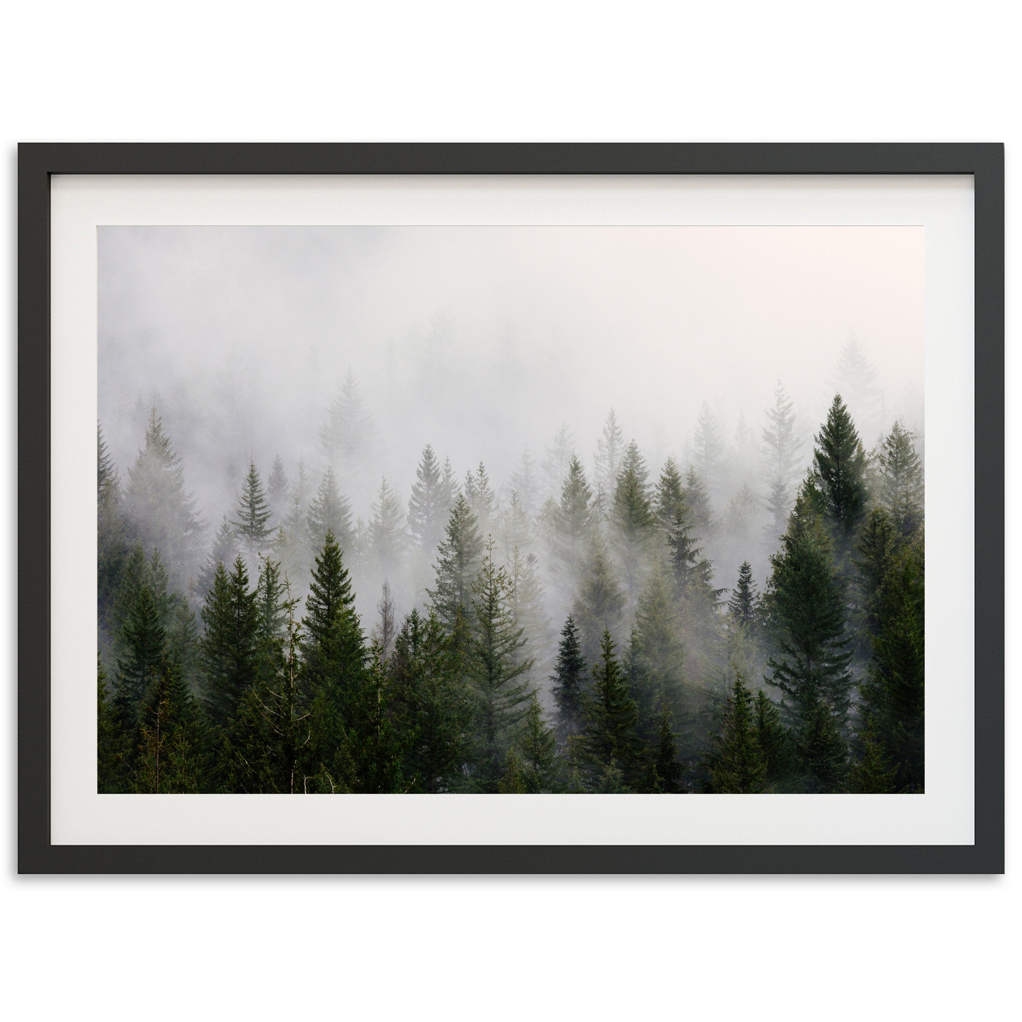 a picture of a foggy forest with trees