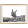 a black and white photo of a cactus in the desert