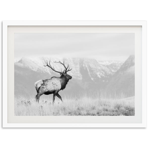 a black and white photo of a deer in a field