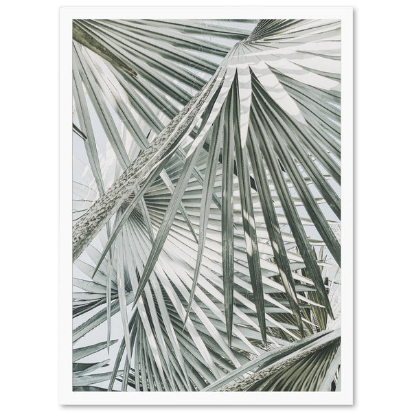 a black and white photo of a palm tree