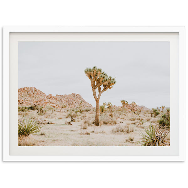 a picture of a joshua tree in the desert