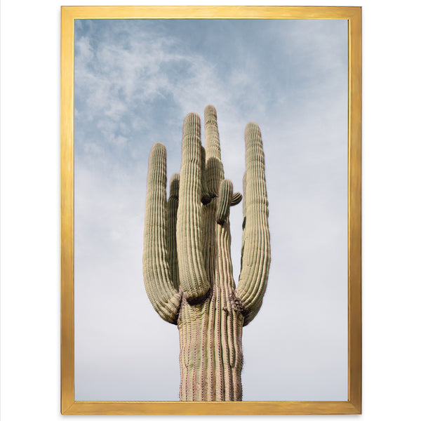 a large cactus with a sky background