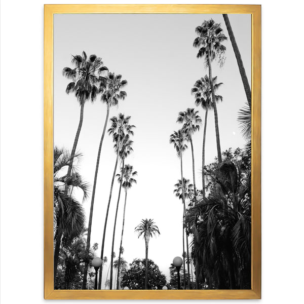 a black and white photo of palm trees