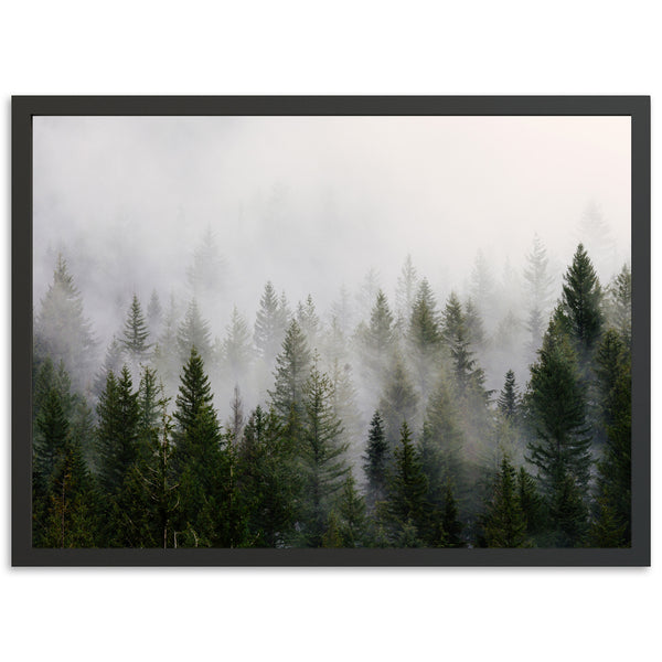 a picture of a forest in the fog