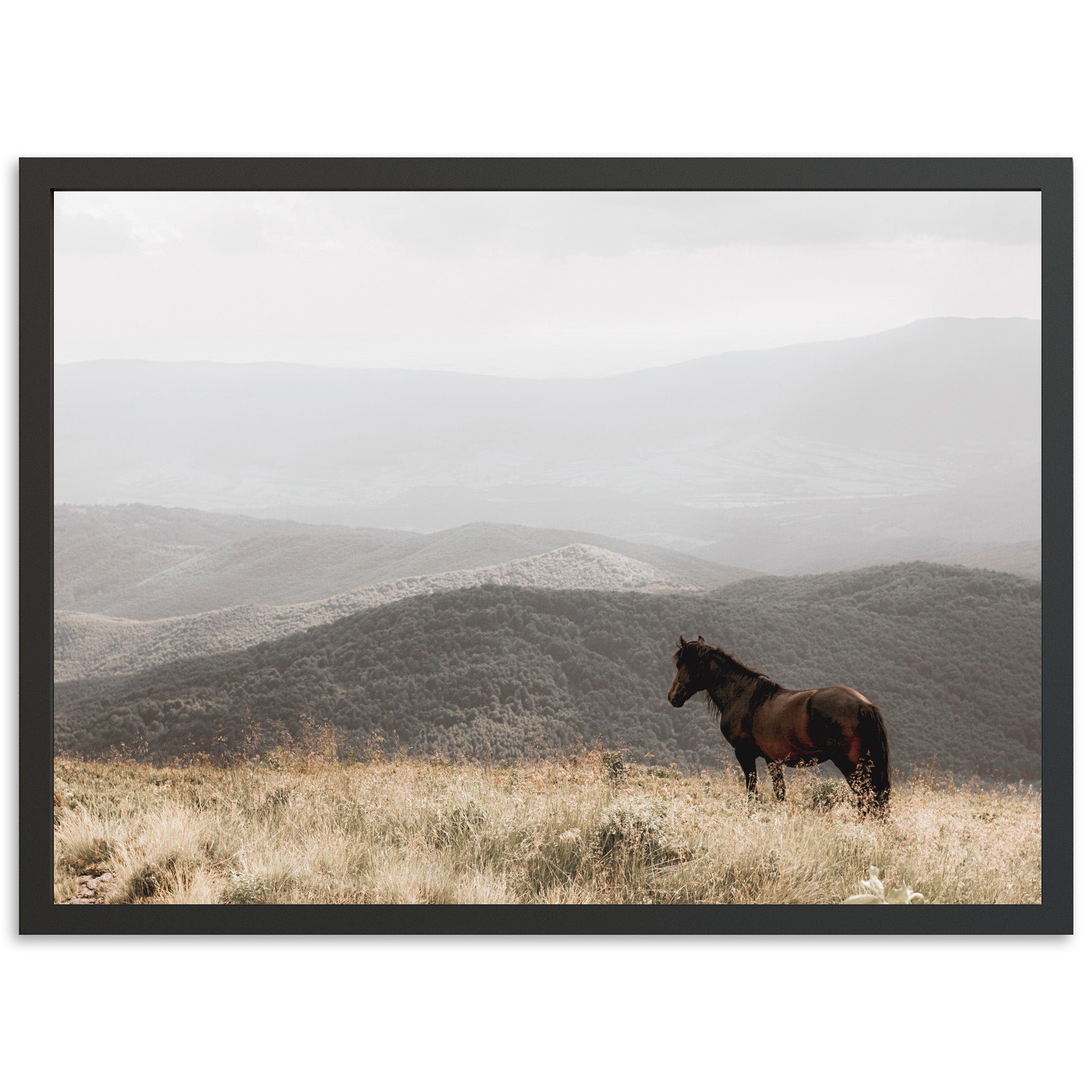 a brown horse standing on top of a dry grass field