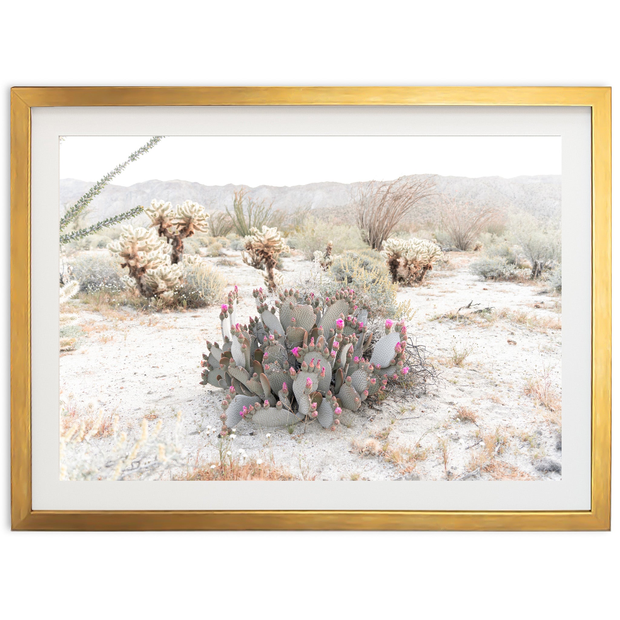 a picture of a cactus in the desert