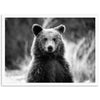 a black and white photo of a bear