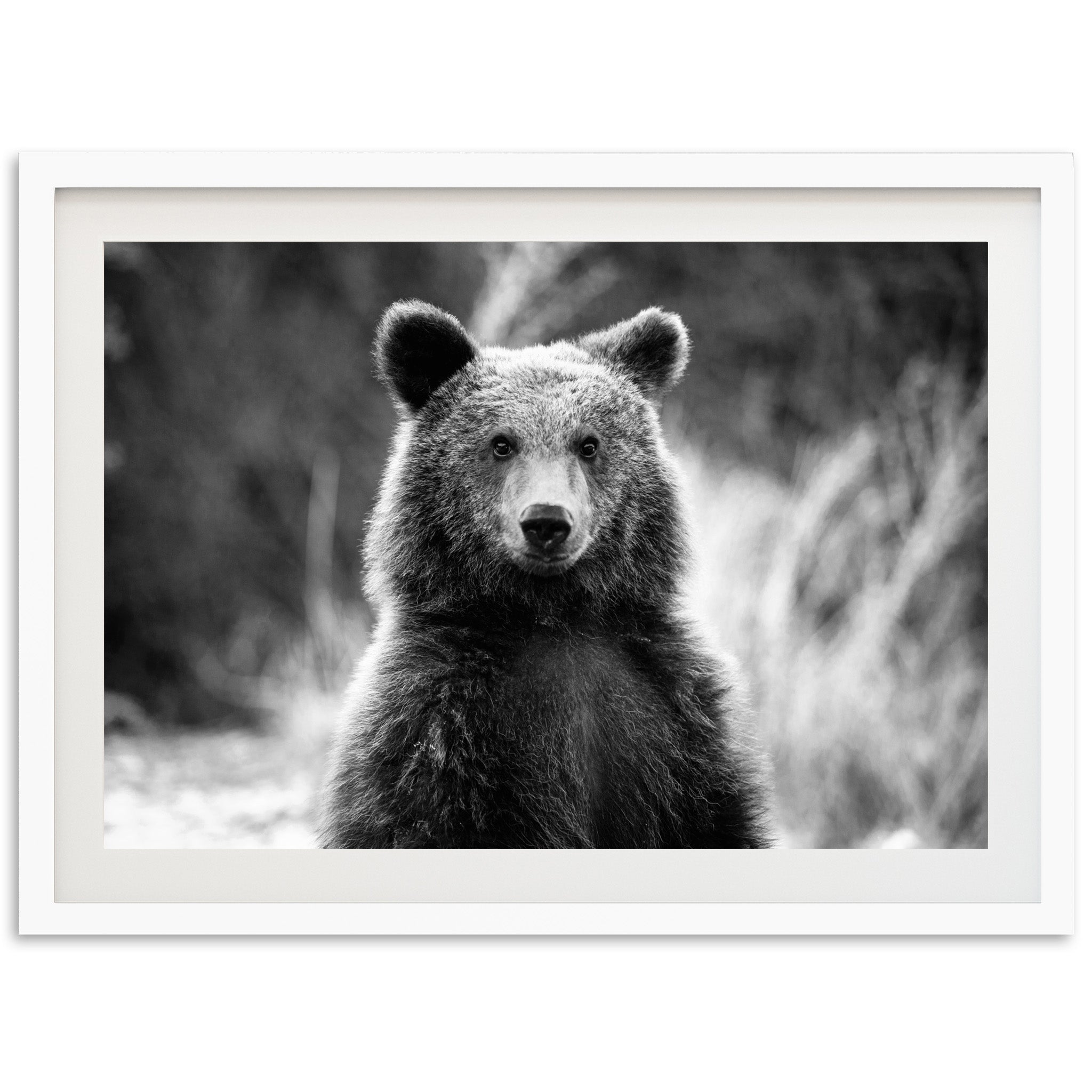 a black and white photo of a bear