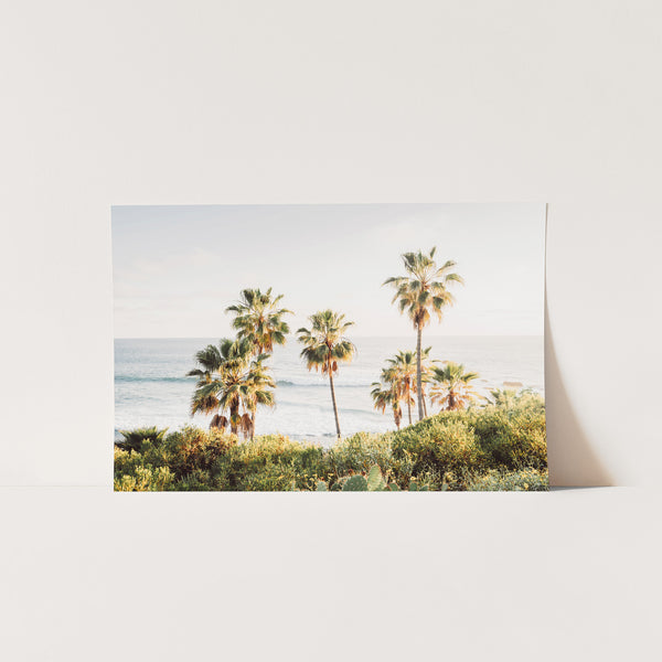 a picture of a beach with palm trees