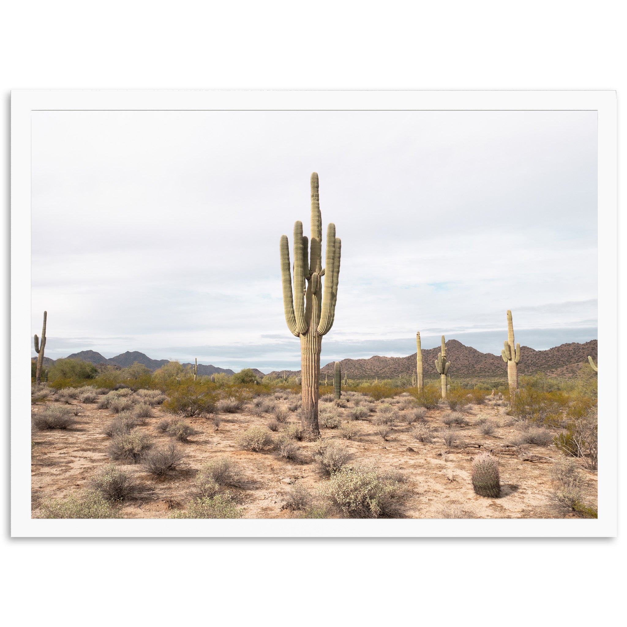 a large cactus in the middle of a desert