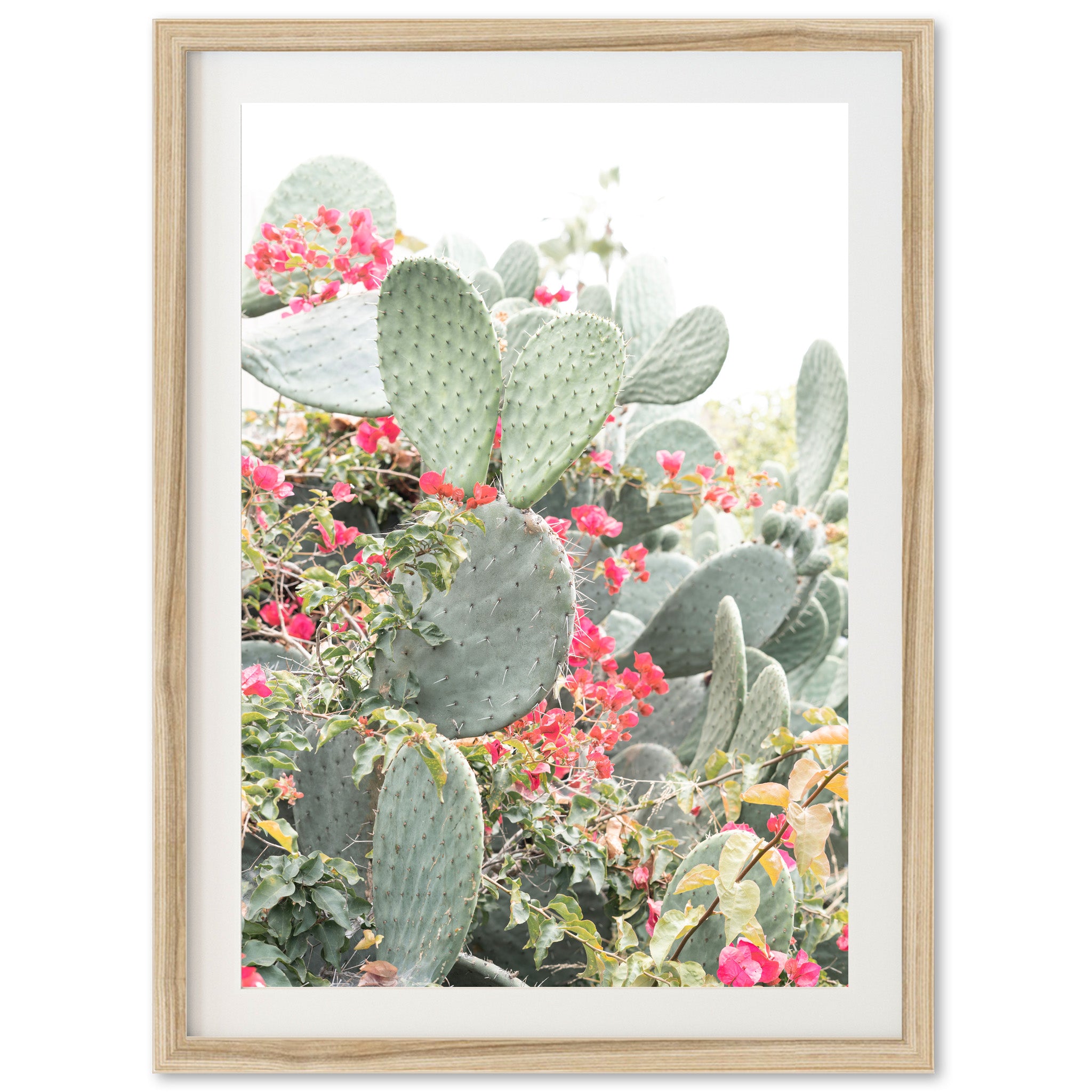 a picture of a cactus with red flowers