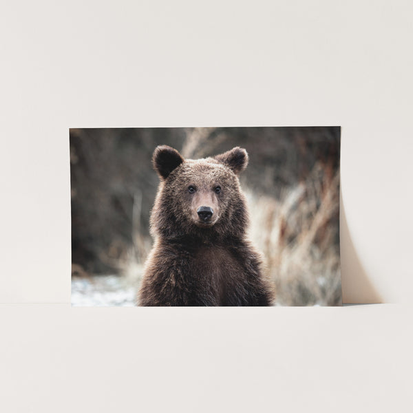 a picture of a brown bear in the woods